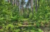 Forest 2